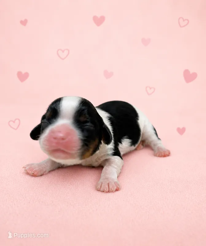 Gracie - AKC – Cavalier King Charles Spaniel puppy for sale in Gay, GA