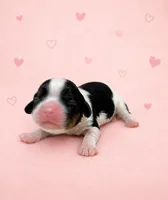 Gracie - AKC, a female Cavalier King Charles Spaniel for sale in Gay, GA – 1 of 7