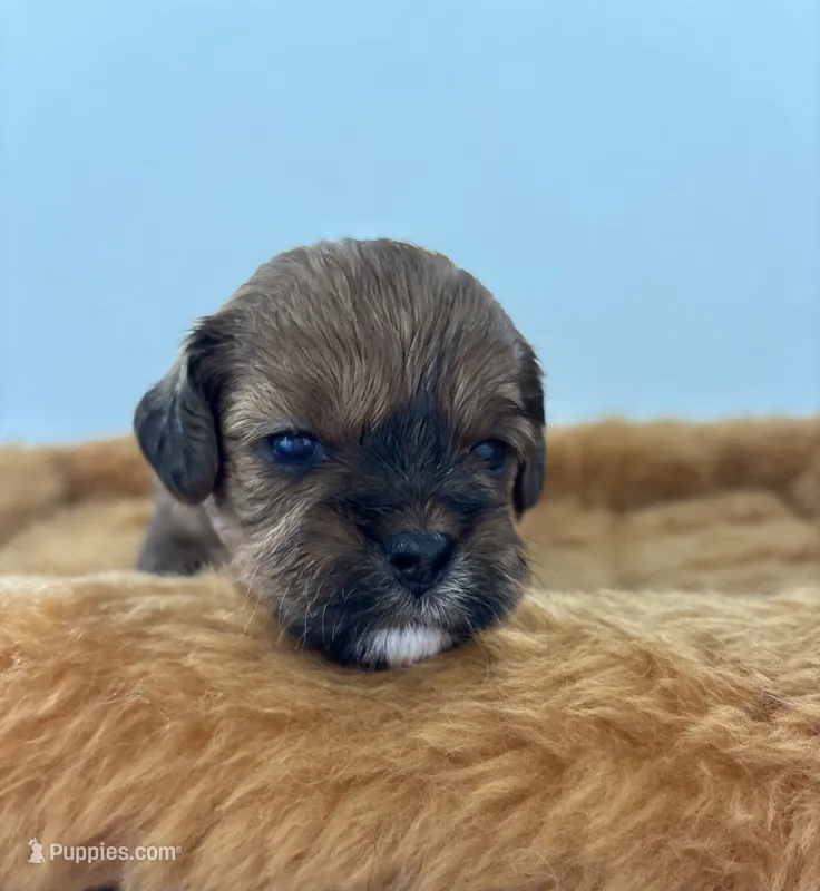 Heidi – Shihpoo puppy for sale in Gay, GA