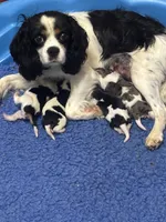 Gracie - AKC, a female Cavalier King Charles Spaniel for sale in Gay, GA – 5 of 7