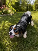 AKC Koda, a male Cavalier King Charles Spaniel for sale in Gay, GA – 4 of 4