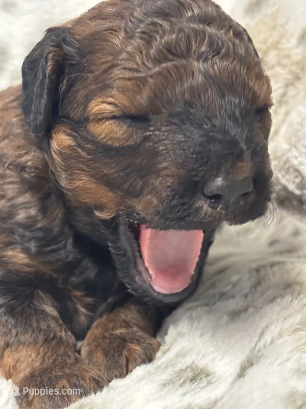 Ivy -mini goldendoodle – Miniature Goldendoodle puppy for sale in Gay, GA