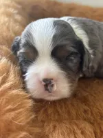 Gambler - AKC, a male Cavalier King Charles Spaniel for sale in Gay, GA – 6 of 10