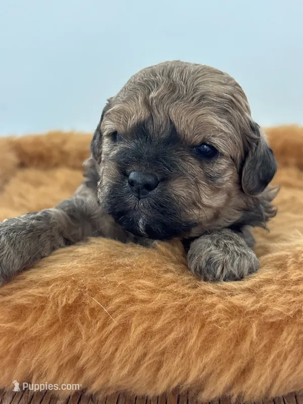 Hardy – Shihpoo puppy for sale in Gay, GA