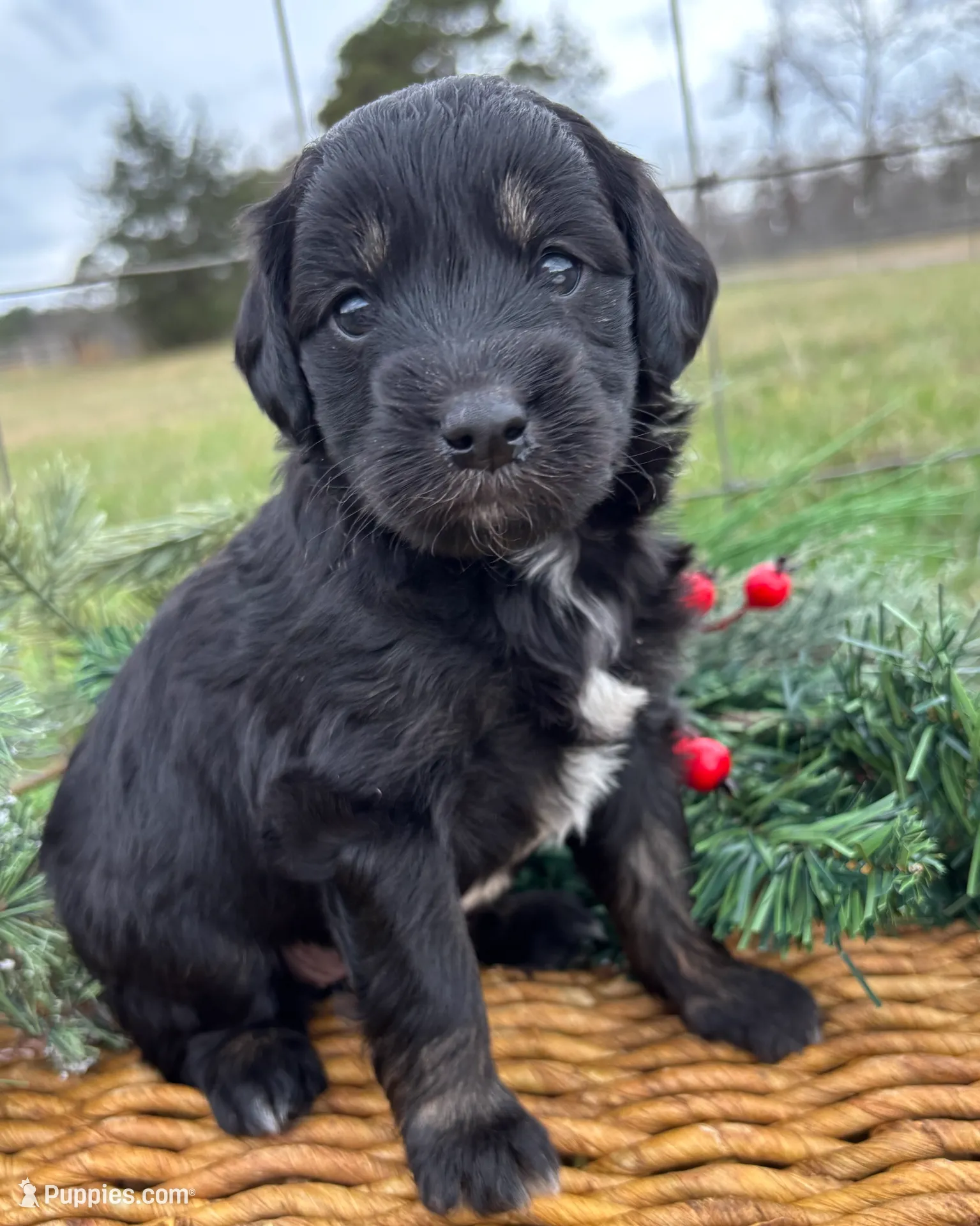 Edi, a female Miniature Goldendoodle for sale in Gay, GA – Photo 2 of 4
