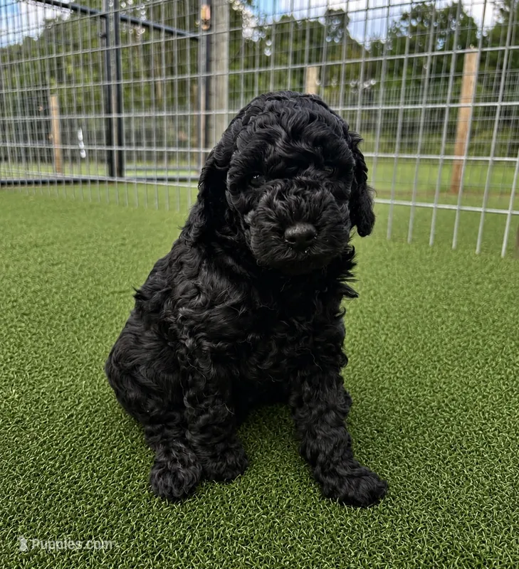 Iggy - mini goldendoodle – Miniature Goldendoodle puppy for sale in Gay, GA