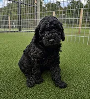 Iggy - mini goldendoodle, a male Miniature Goldendoodle for sale in Gay, GA – 1 of 7