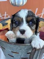 AKC Knox, a male Cavalier King Charles Spaniel for sale in Gay, GA – 2 of 9