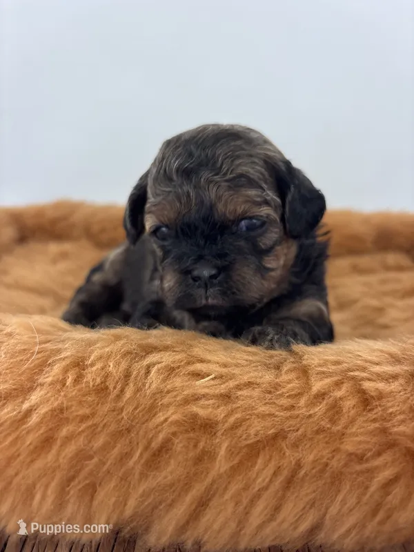 Harper – Shihpoo puppy on hold in Gay, GA