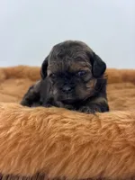 Harper, a male Shihpoo for sale in Gay, GA – 1 of 6