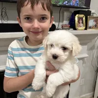 Mr. Peepers (1), a male Coton de Tulear for sale in Austin, TX – Photo 1 of 3