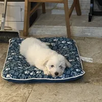 Mr. Peepers (1), a male Coton de Tulear for sale in Austin, TX – Photo 2 of 3