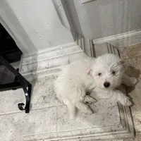 Mr. Peepers (1), a male Coton de Tulear for sale in Austin, TX – Photo 3 of 3