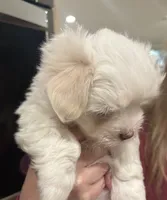 Maci girl, a female Coton de Tulear for sale in Austin, TX – Photo 2 of 2