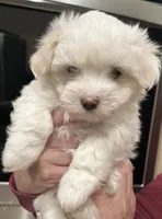 Maci girl, a female Coton de Tulear for sale in Austin, TX – Photo 1 of 2