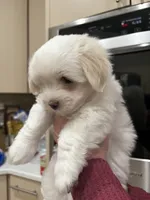 White male, a male Coton de Tulear for sale in Austin, TX – Photo 1 of 2