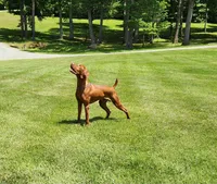 Weimzsla , a male Vizsla and Weimaraner for sale in Julian, NC – 4 of 4