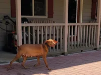 Ainsley's Mama , a  Vizsla for sale in Julian, NC – 2 of 4