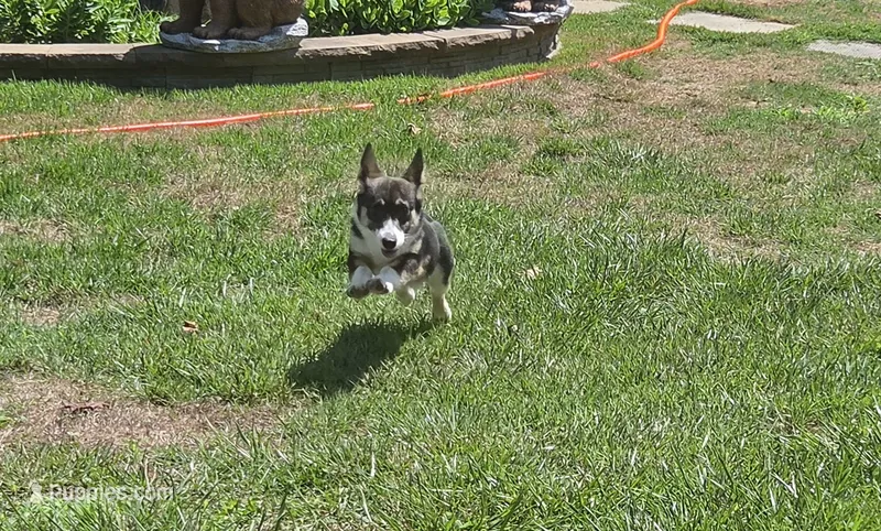 Junos #1 girl – Pembroke Welsh Corgi puppy for sale in Julian, NC