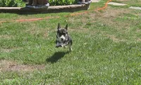 Junos #1 girl, a female Pembroke Welsh Corgi for sale in Julian, NC – 1 of 3