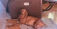 Ainsley's Mama , a  Vizsla for sale in Julian, NC – 3 of 4