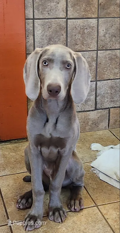 Silver boy #2 – Weimaraner puppy for sale in Julian, NC