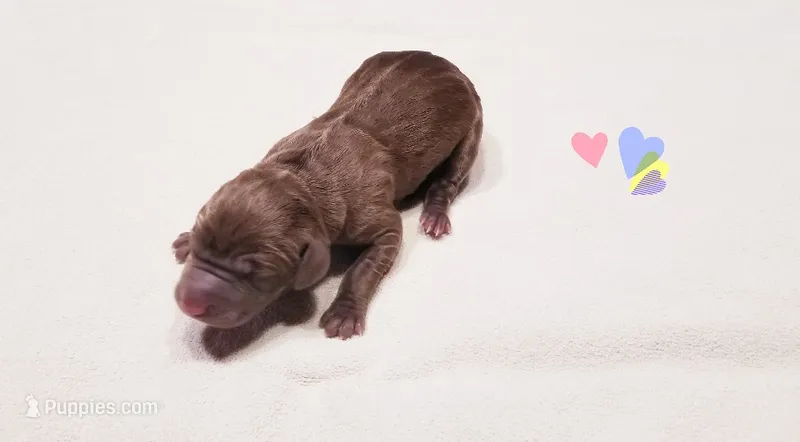 Ivanka's Girl  – Vizsla, Weimaraner puppy for sale in Julian, NC