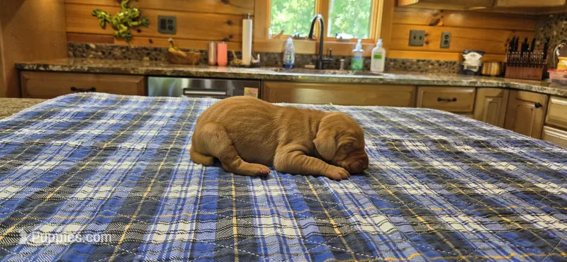 A's Boy #2 – Vizsla puppy for sale in Julian, NC