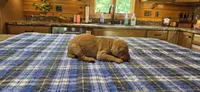 A's Boy #2, a male Vizsla for sale in Julian, NC – 1 of 3