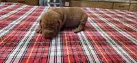 A's Boy #2, a male Vizsla for sale in Julian, NC – 2 of 3