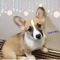 Livy's #2 Sale, a male Pembroke Welsh Corgi for sale in Julian, NC – Photo 2 of 2
