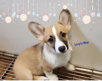 Livy's #2 Sale, a male Pembroke Welsh Corgi for sale in Julian, NC – Photo 2 of 2