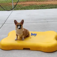 Livy's #2 Sale, a male Pembroke Welsh Corgi for sale in Julian, NC – Photo 1 of 2