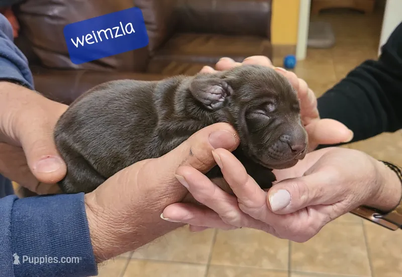 Weimzsla  – Vizsla, Weimaraner puppy for sale in Julian, NC