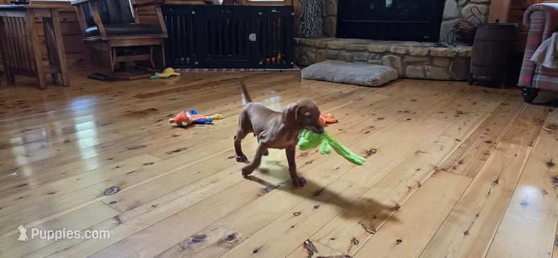 A's Boy #2 – Vizsla puppy for sale in Julian, NC