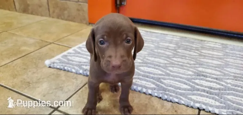 Weimzsla  – Vizsla, Weimaraner puppy for sale in Julian, NC