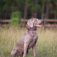 WeimTime, a  Weimaraner for sale in Julian, NC – Photo 5 of 6