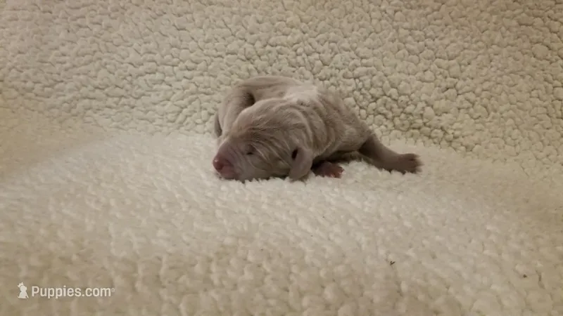 WeimTime – Weimaraner puppy for sale in Julian, NC