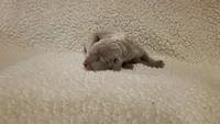 WeimTime, a  Weimaraner for sale in Julian, NC – 1 of 7