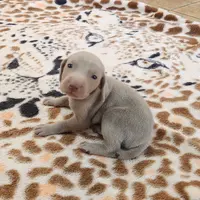 WeimTime, a  Weimaraner for sale in Julian, NC – Photo 4 of 6