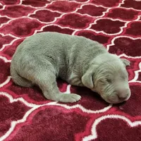 WeimTime, a  Weimaraner for sale in Julian, NC – Photo 1 of 6