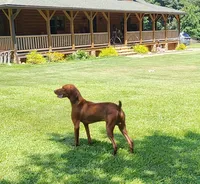 Ainsley's Mama , a  Vizsla for sale in Julian, NC – 4 of 4