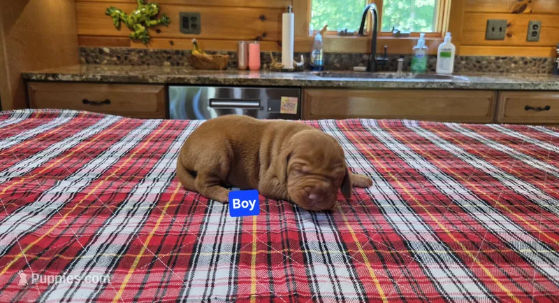 Ainsley's Boy – Vizsla puppy for sale in Julian, NC