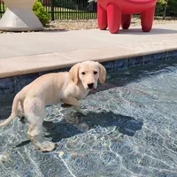 Labs On Sale, a male Labrador Retriever for sale in Julian, NC – Photo 7 of 9