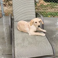 Labs On Sale, a male Labrador Retriever for sale in Julian, NC – Photo 1 of 9