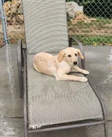 Labs On Sale, a female Labrador Retriever for sale in Julian, NC – Photo 1 of 9