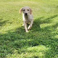 Labs On Sale, a male Labrador Retriever for sale in Julian, NC – Photo 2 of 9