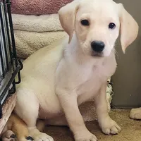 Labs On Sale, a male Labrador Retriever for sale in Julian, NC – Photo 9 of 9