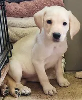 Labs On Sale, a female Labrador Retriever for sale in Julian, NC – Photo 9 of 9