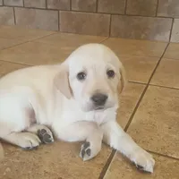 Labs On Sale, a male Labrador Retriever for sale in Julian, NC – Photo 4 of 9